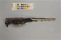 藏品(樹鵲)的圖片